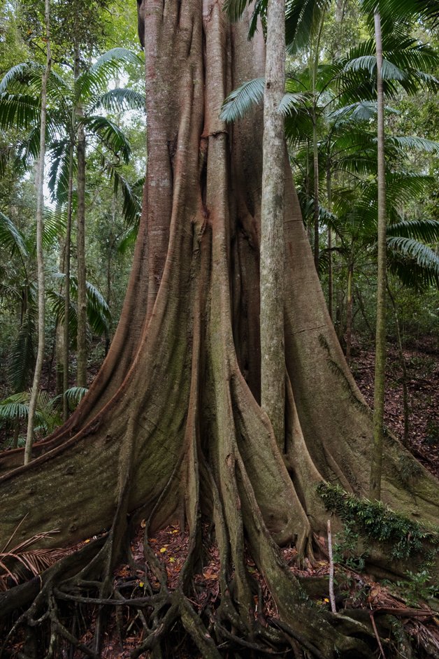 jana meerman fig tree walk imbil state forest sunshine coast australia-4