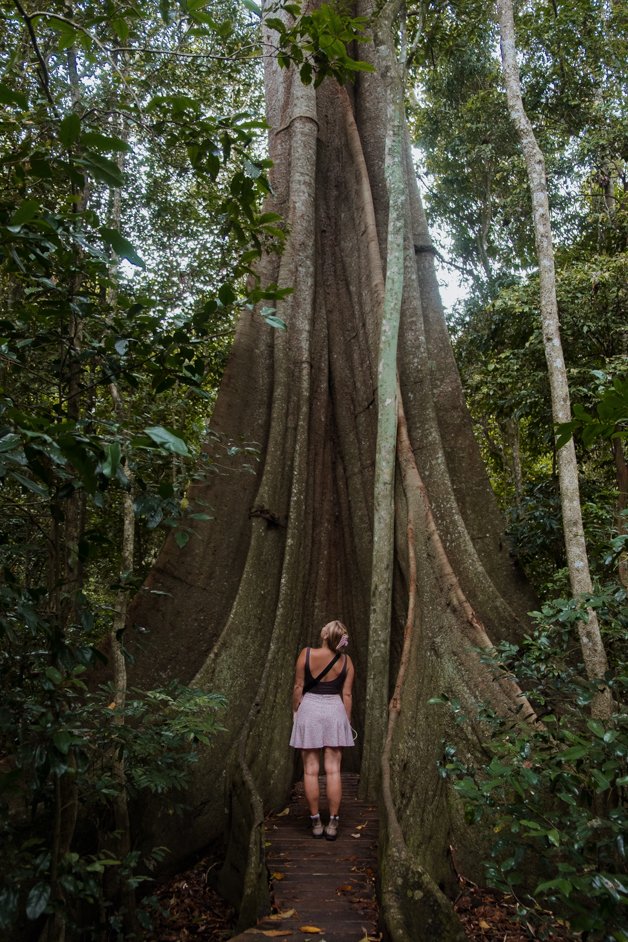 jana meerman fig tree walk imbil state forest sunshine coast australia-4