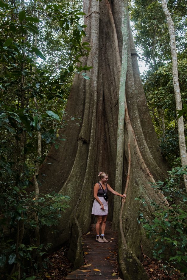 jana meerman fig tree walk imbil state forest sunshine coast australia-4