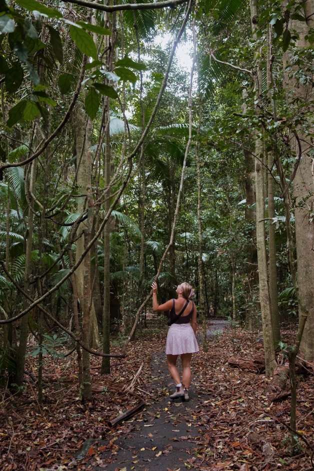 jana meerman fig tree walk imbil state forest sunshine coast australia-4