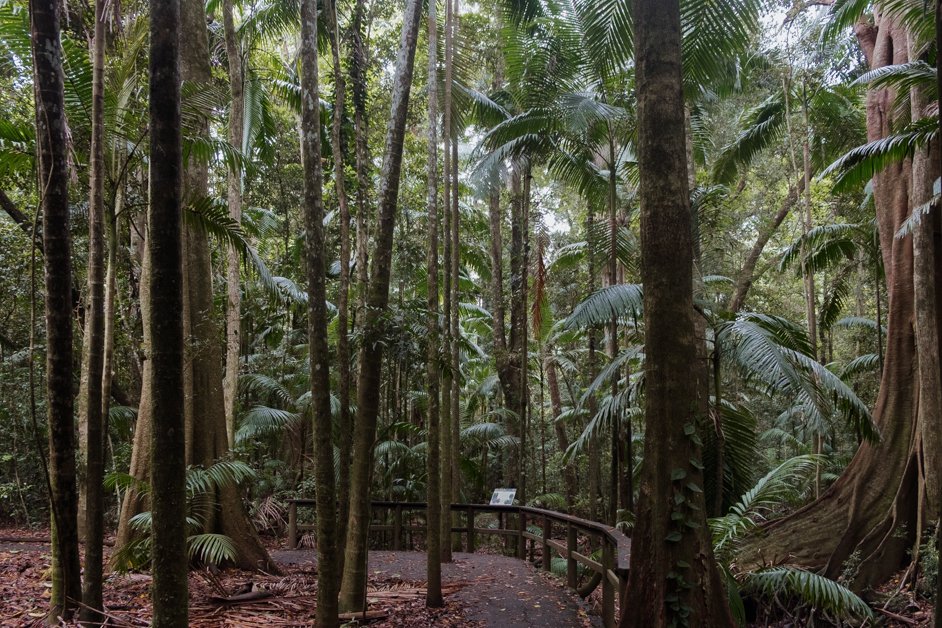 jana meerman fig tree walk imbil state forest sunshine coast australia-4