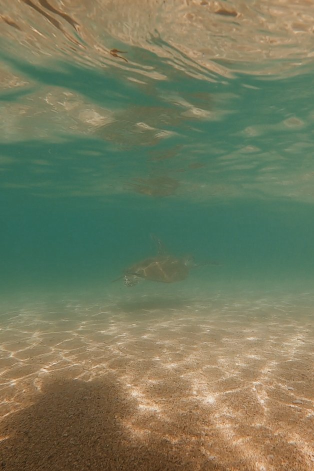 jana meerman langford island snorkeling whitsundays australia-2