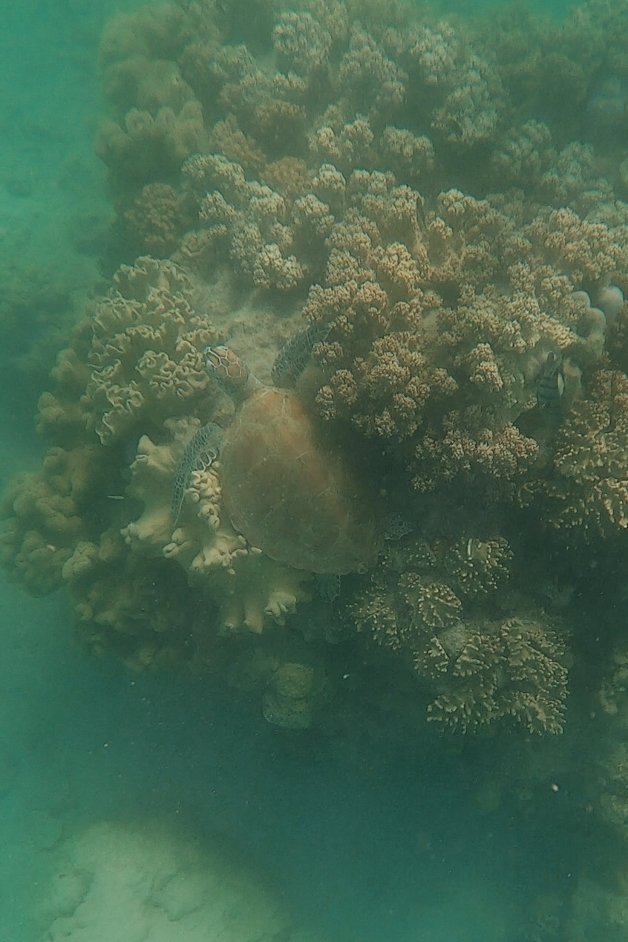 jana meerman langford island snorkeling whitsundays australia-2