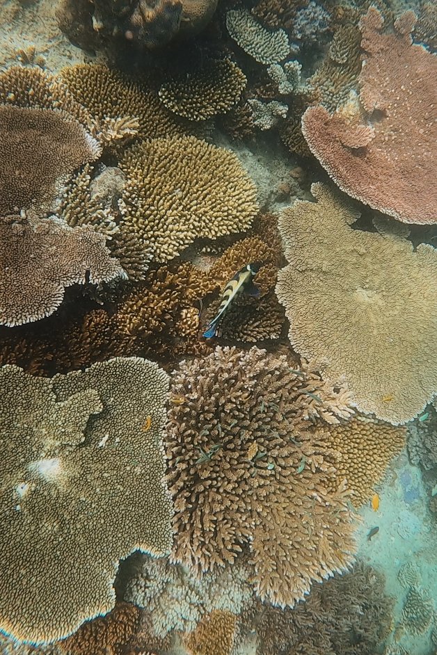 jana meerman luncheon bay snorkeling whitsundays australia-3