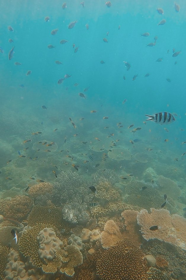 jana meerman luncheon bay snorkeling whitsundays australia-3