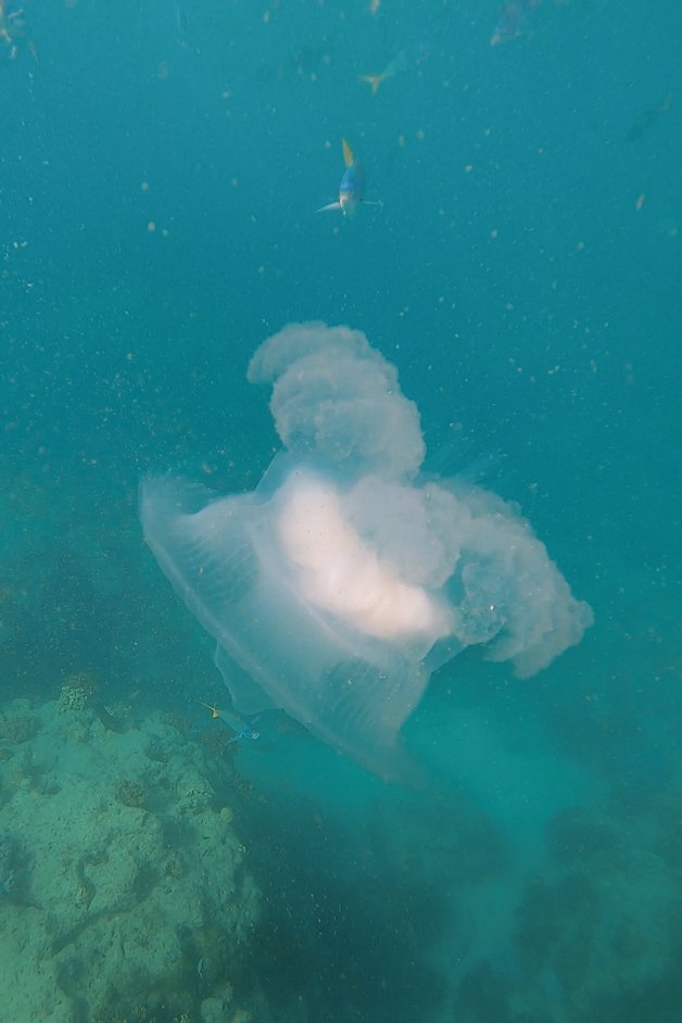 jana meerman luncheon bay snorkeling whitsundays australia-3