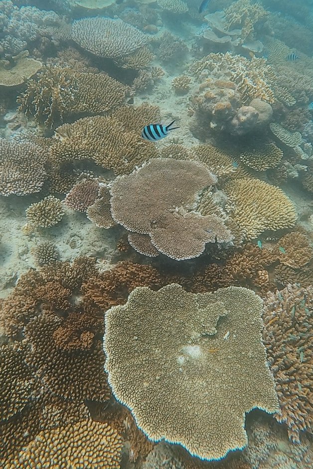 jana meerman luncheon bay snorkeling whitsundays australia-3