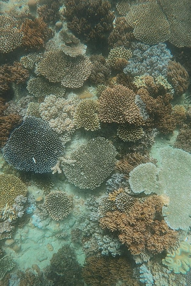 jana meerman luncheon bay snorkeling whitsundays australia-3