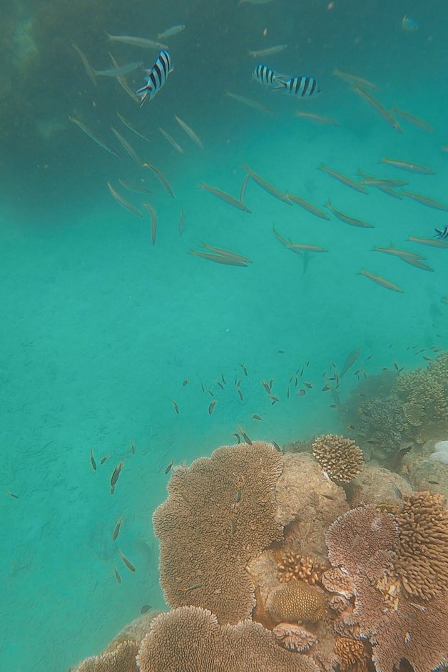 jana meerman luncheon bay snorkeling whitsundays australia-3