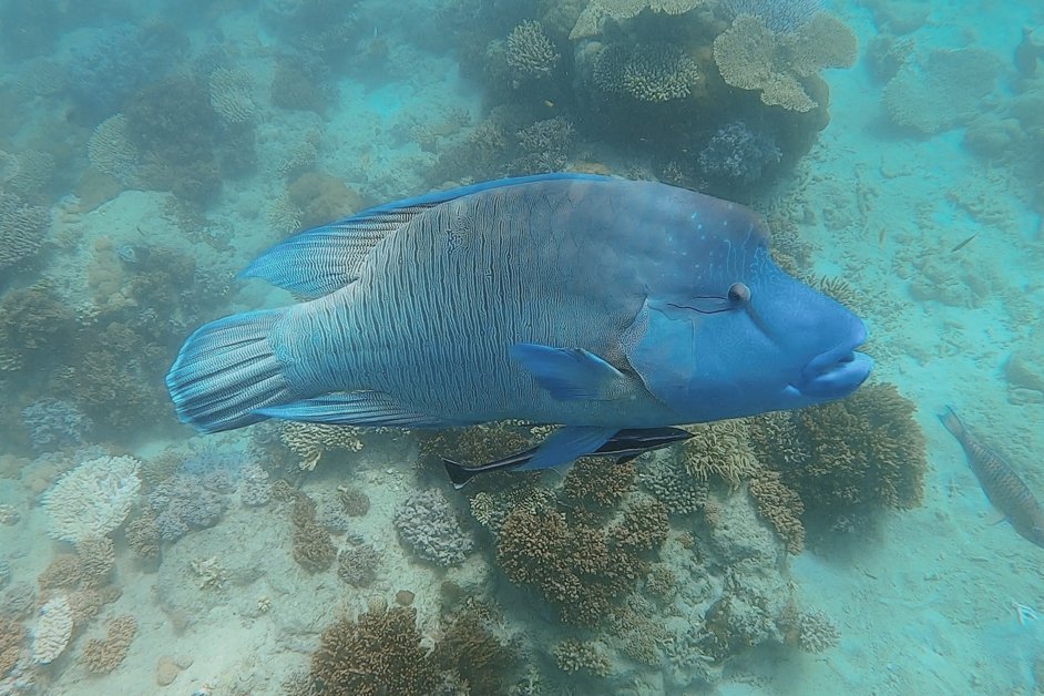 jana meerman mantaray bay snorkeling whitsundays australia-1