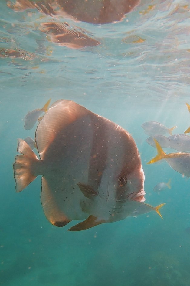 jana meerman mantaray bay snorkeling whitsundays australia-1