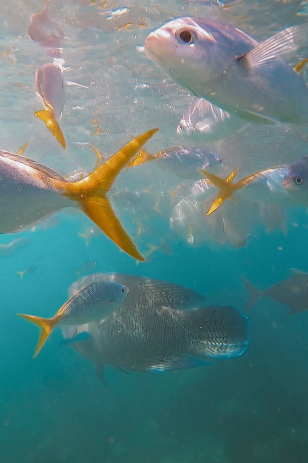 jana meerman mantaray bay snorkeling whitsundays australia-1