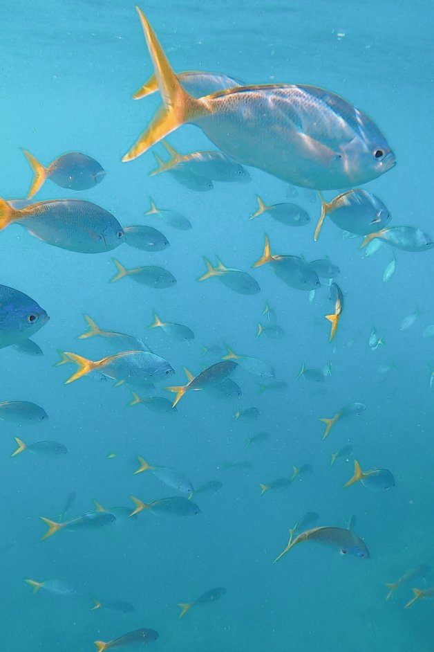 jana meerman mantaray bay snorkeling whitsundays australia-1