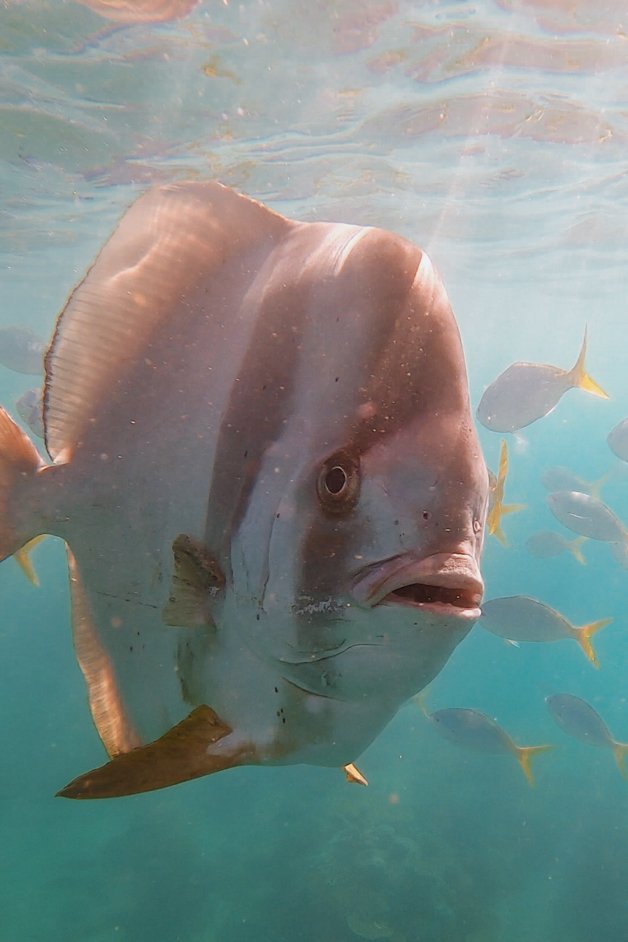 jana meerman mantaray bay snorkeling whitsundays australia-1