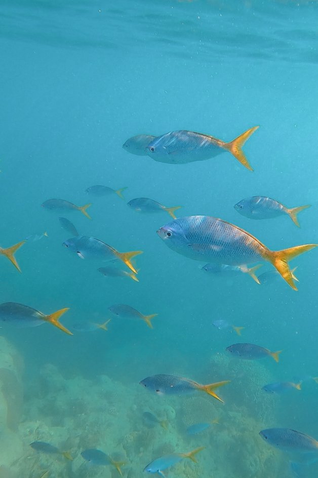 jana meerman mantaray bay snorkeling whitsundays australia-1