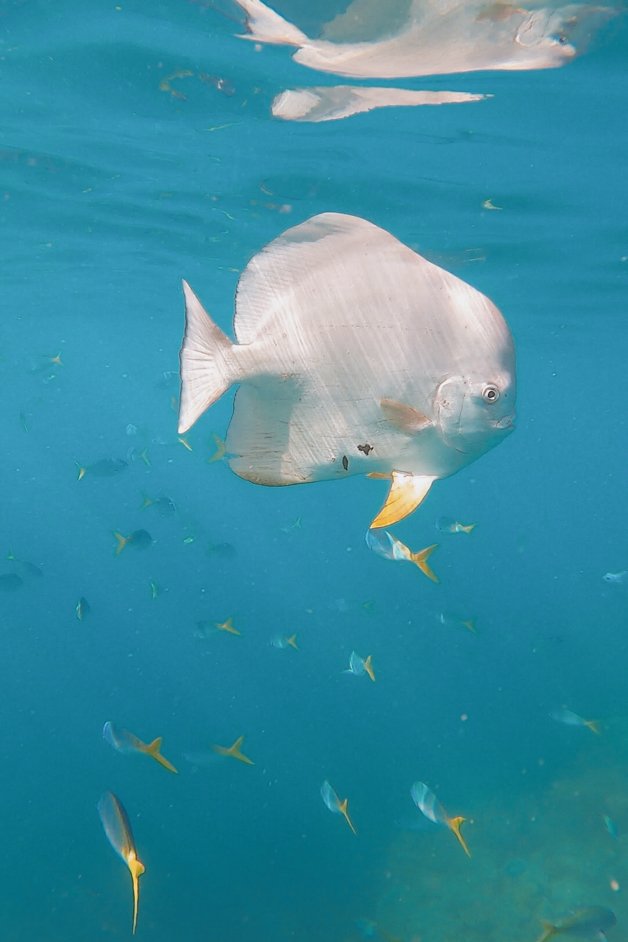jana meerman mantaray bay snorkeling whitsundays australia-1