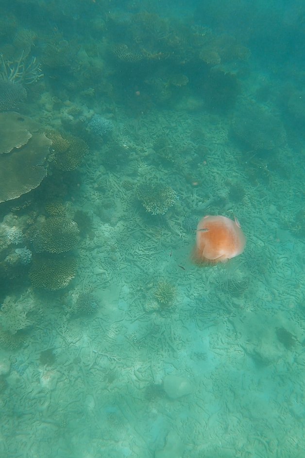 jana meerman maureens cove snorkeling whitsundays australia-6