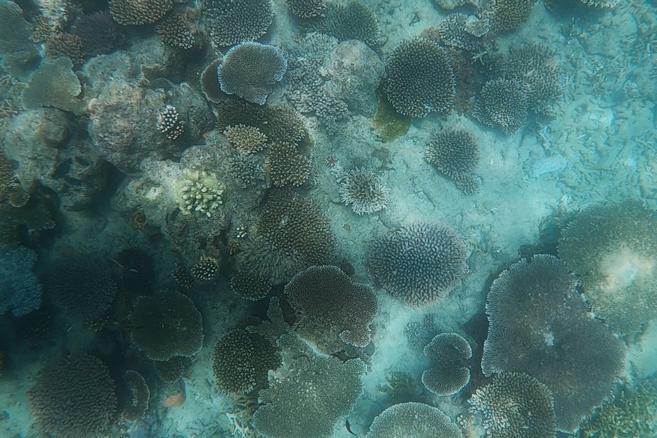 jana meerman maureens cove snorkeling whitsundays australia-6