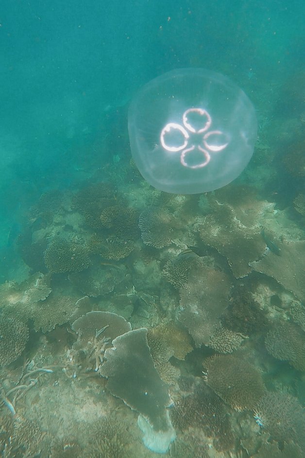jana meerman maureens cove snorkeling whitsundays australia-6