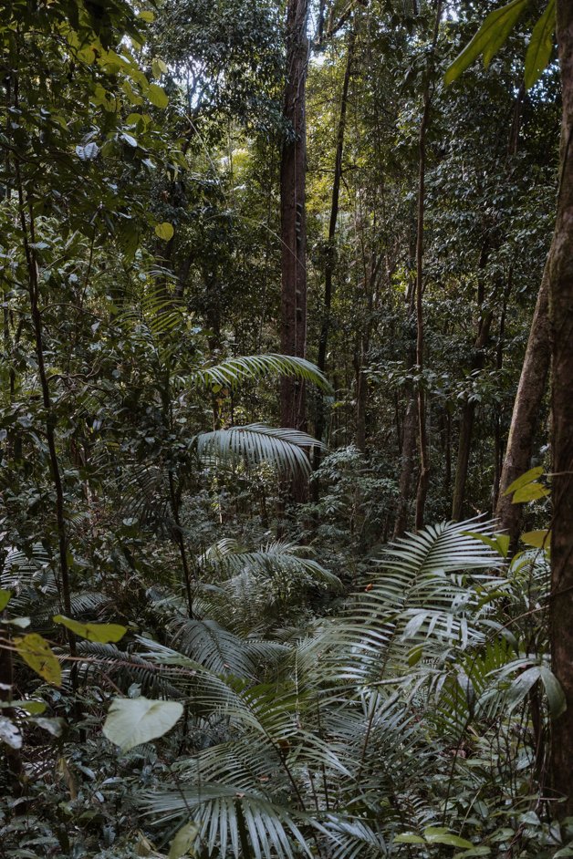 jana meerman mossman gorge daintree rainforest australia-28