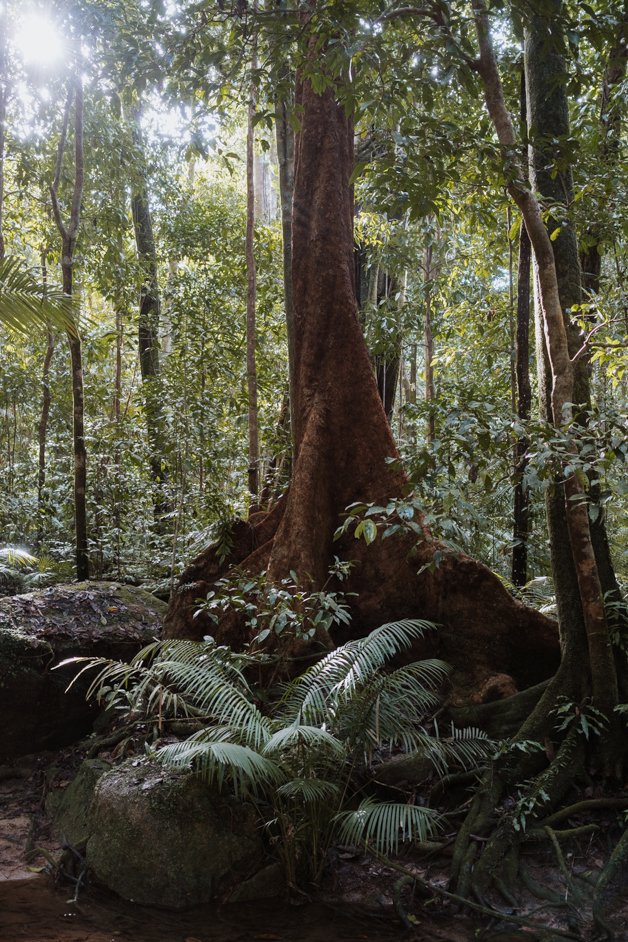 jana meerman mossman gorge daintree rainforest australia-28