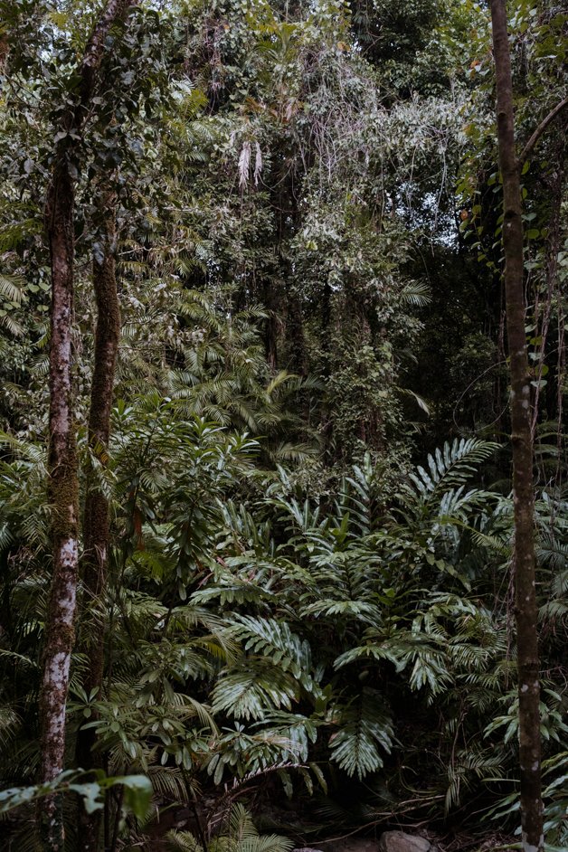 jana meerman mossman gorge daintree rainforest australia-28